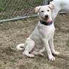 ラブ？ブルテリアぽい？大型犬になりそうな仔犬 サムネイル3
