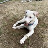 ラブ？ブルテリアぽい？大型犬になりそうな仔犬 サムネイル4