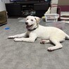 ラブ？ブルテリアぽい？大型犬になりそうな仔犬 サムネイル5