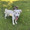 ラブ？ブルテリアぽい？大型犬になりそうな仔犬 サムネイル6