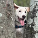 ラブ？ブルテリアぽい？大型犬になりそうな仔犬