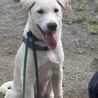 ラブ？ブルテリアぽい？大型犬になりそうな仔犬 サムネイル7