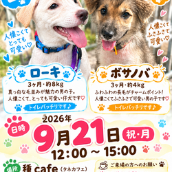 仔犬の譲渡会