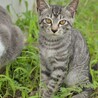 食べるの大好き♡ごはんで仲良くなれるサバトラ サムネイル2