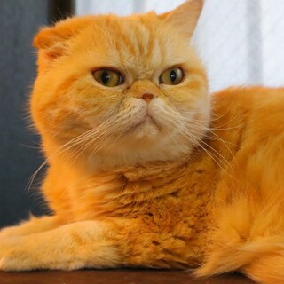 クリクリおめめのコユメちゃん