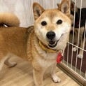 いつも笑顔のはっち女の子5歳です！