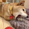 いつも笑顔のはっち女の子5歳です！
