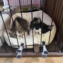 キジトラハチワレの2ヶ月の兄弟です