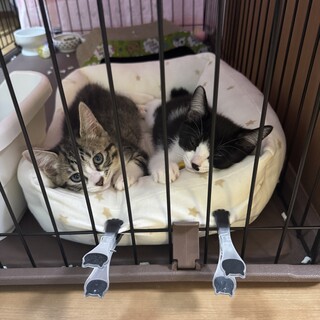キジトラハチワレの2ヶ月の兄弟です
