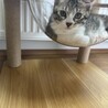 キジトラハチワレの2ヶ月の兄弟です サムネイル2