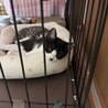 キジトラハチワレの2ヶ月の兄弟です サムネイル3
