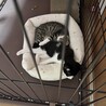キジトラハチワレの2ヶ月の兄弟です サムネイル4
