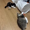 キジトラハチワレの2ヶ月の兄弟です サムネイル5