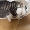 キジトラハチワレの2ヶ月の兄弟です サムネイル6
