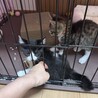 キジトラハチワレの2ヶ月の兄弟です サムネイル7