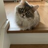 ゆずご さん