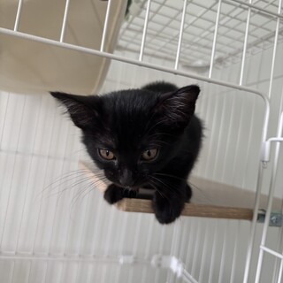 黒猫ちゃんの里親募集！