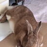 ドワーフラビット 女の子 サムネイル2