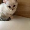 おっとりマイペースな穂ちゃん♡ サムネイル3