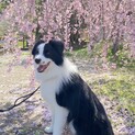 ボーダーコリー　1歳7ヶ月　男の子　ロゼ