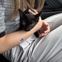 4ヶ月子猫、人慣れしており甘えん坊さんです！