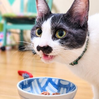 お家に入ってきたハチワレやよいちゃん