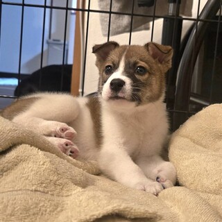 1.5ヶ月兄妹オス、ミッキー