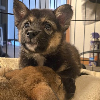 チンチラ 生後1年3ヶ月」和歌山県 - 小動物の里親募集(539374