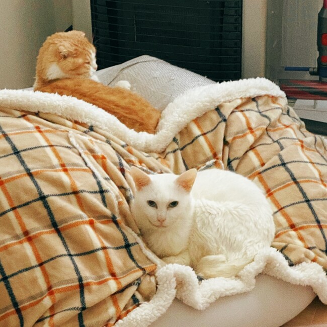 ai miのカバー写真