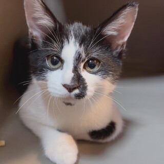 ふかふか、ぬいぐるみみたいな猫♡あらし君