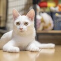 美人の白猫「ゆき」ちゃん
