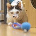 美人の三毛猫「くるみ」ちゃん
