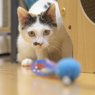 美人の三毛猫「くるみ」ちゃん
