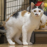 美人の三毛猫「くるみ」ちゃん