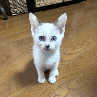 9/27高田馬場★おみけちゃん★シャム風三毛ちゃん