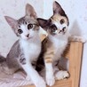 【10/12赤坂】超甘えん坊☆サバ白三毛の兄妹