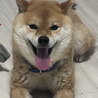 柴犬の女の子 サムネイル2