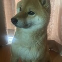 柴犬の女の子