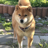 柴犬の女の子 サムネイル3