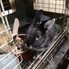 ウサギ４羽 サムネイル2