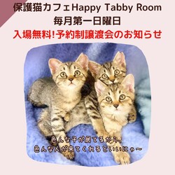 予約制入場無料デー！動物病院の保護猫譲渡会