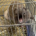 急募！　デグー　男の子（知り合いの里親募集代理）
