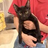おっとり黒猫✨テディくん サムネイル4