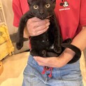 おっとり黒猫✨テディくん