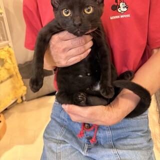 おっとり黒猫✨テディくん