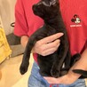おっとり黒猫✨テディくん サムネイル5
