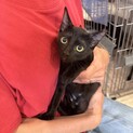かぎしっぽのキュートな黒猫✨ベアちゃん