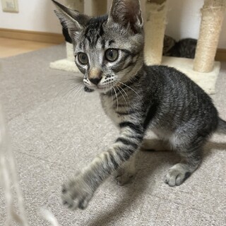 レスキューされたキジトラの男の子✨