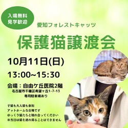 子猫たくさん！保護猫譲渡会　名古屋市