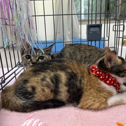 子猫たくさん！保護猫譲渡会　名古屋市 サムネイル2